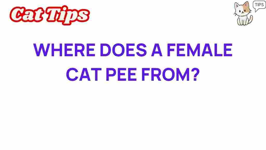 female-cat-pee-anatomy