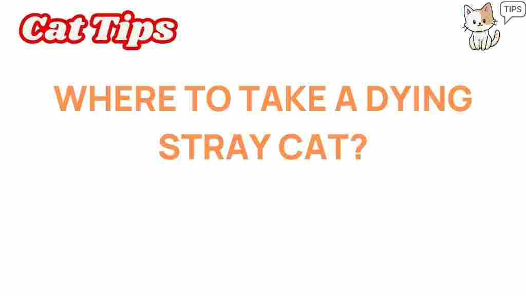 dying-stray-cat-rescue-options
