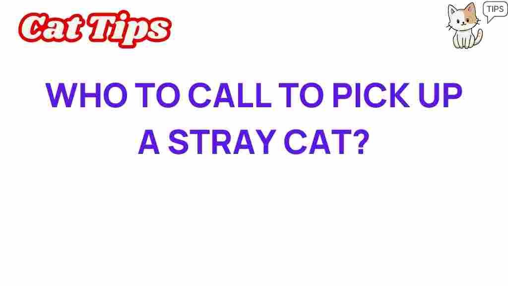 who-to-call-stray-cat