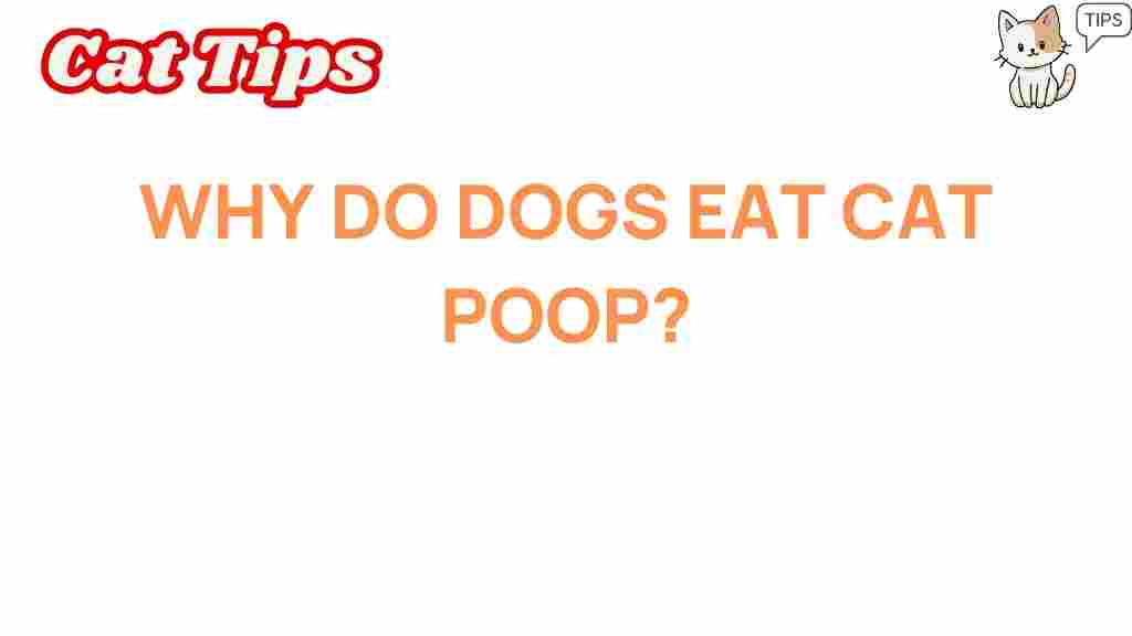 why-do-dogs-eat-cat-poop