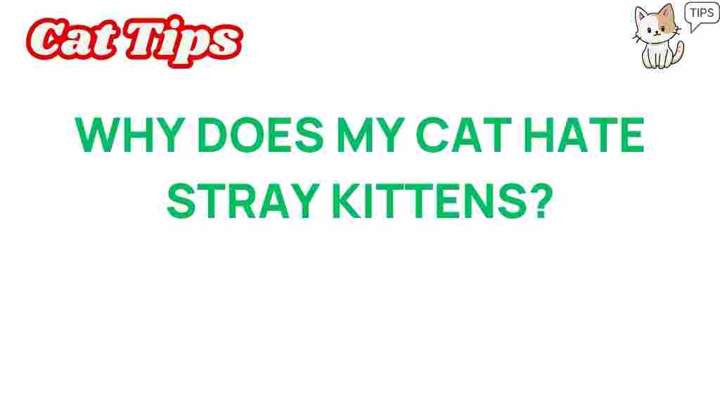 why-does-my-cat-hate-stray-kittens