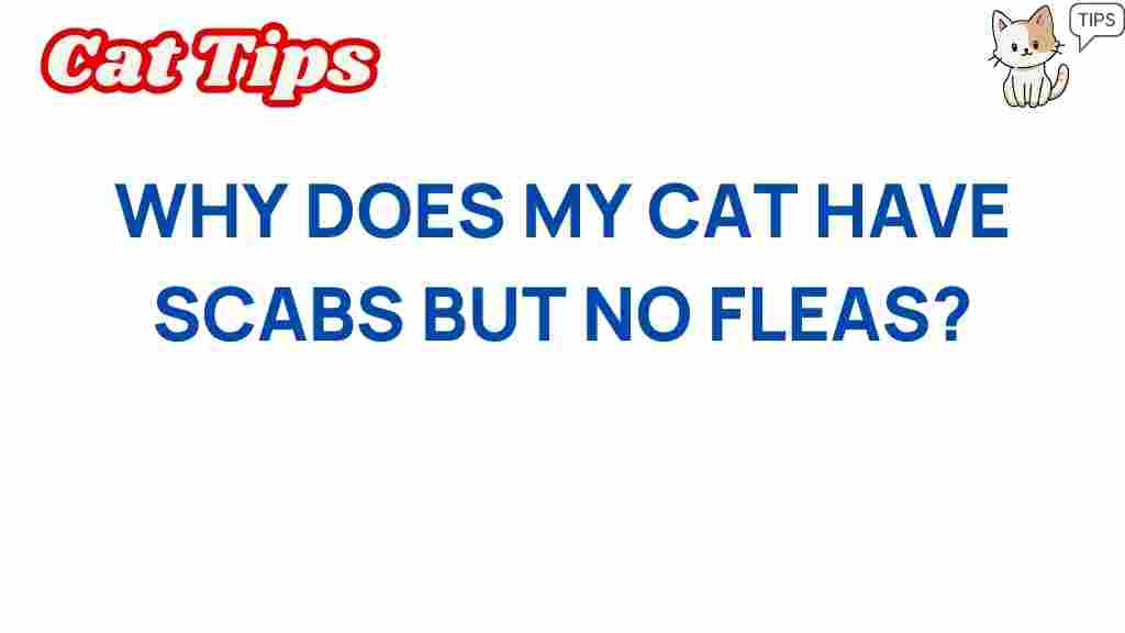 cat-health/scabs-but-no-fleas