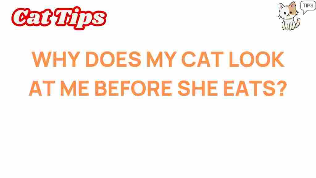 why-does-my-cat-look-at-me-before-eating