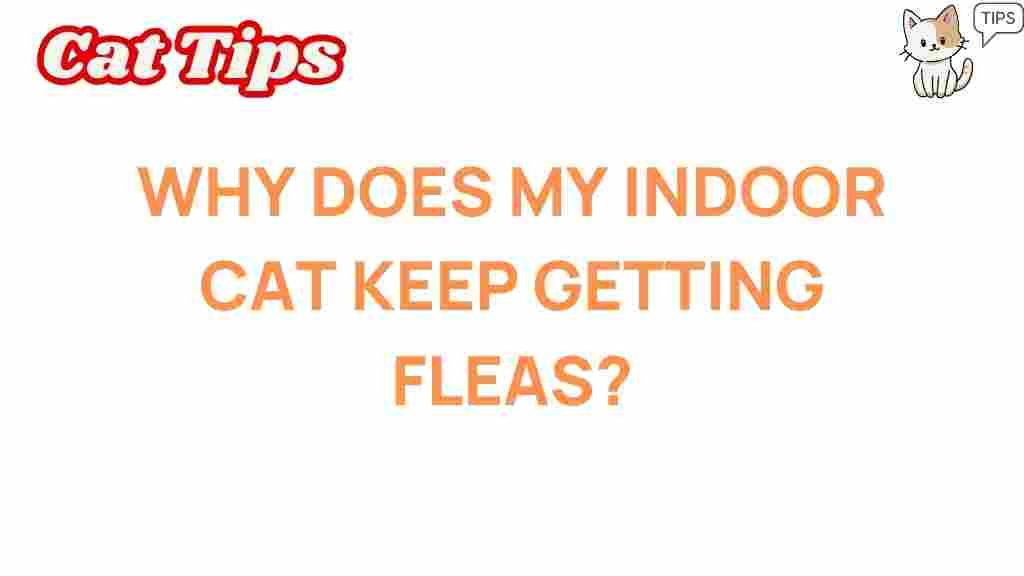 indoor-cats-getting-fleas