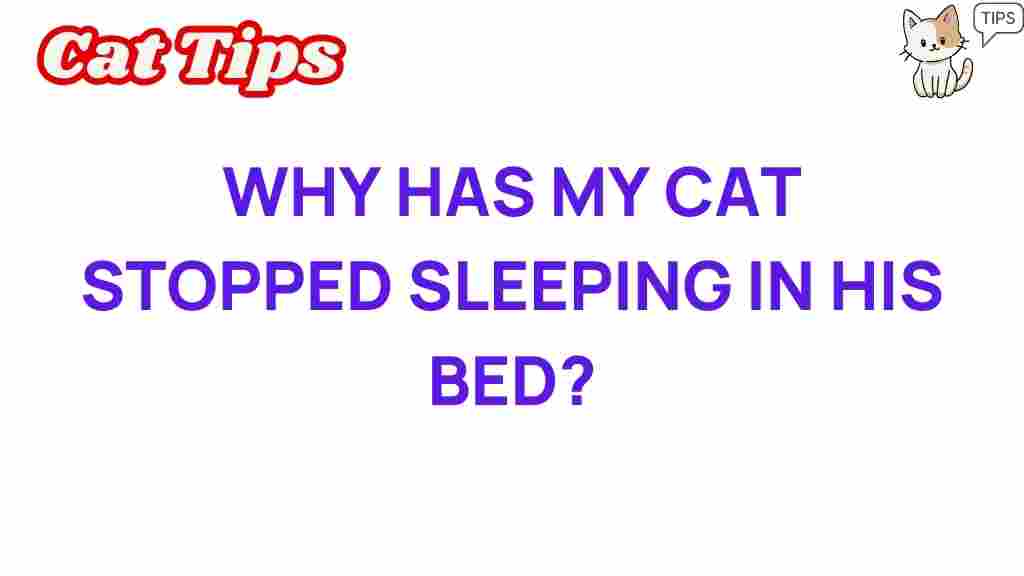 why-has-my-cat-stopped-sleeping