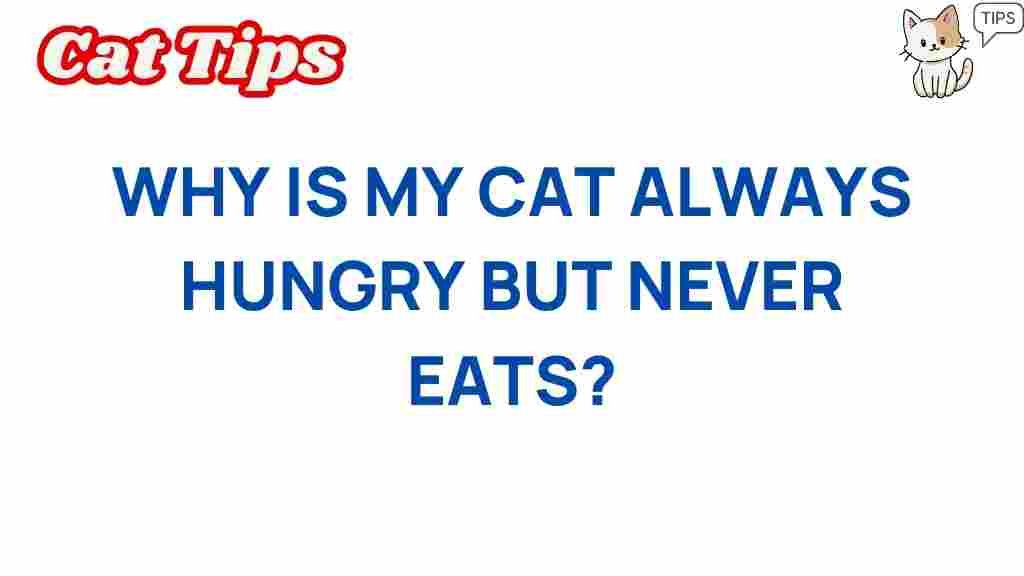 cat-behavior-hungry-never-eats