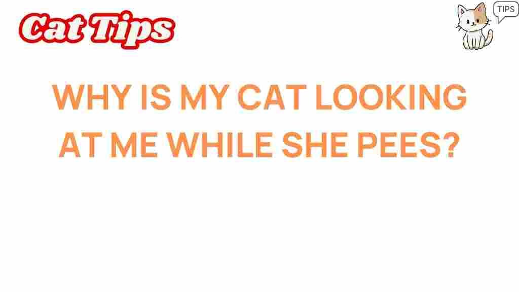 why-is-my-cat-watching-me
