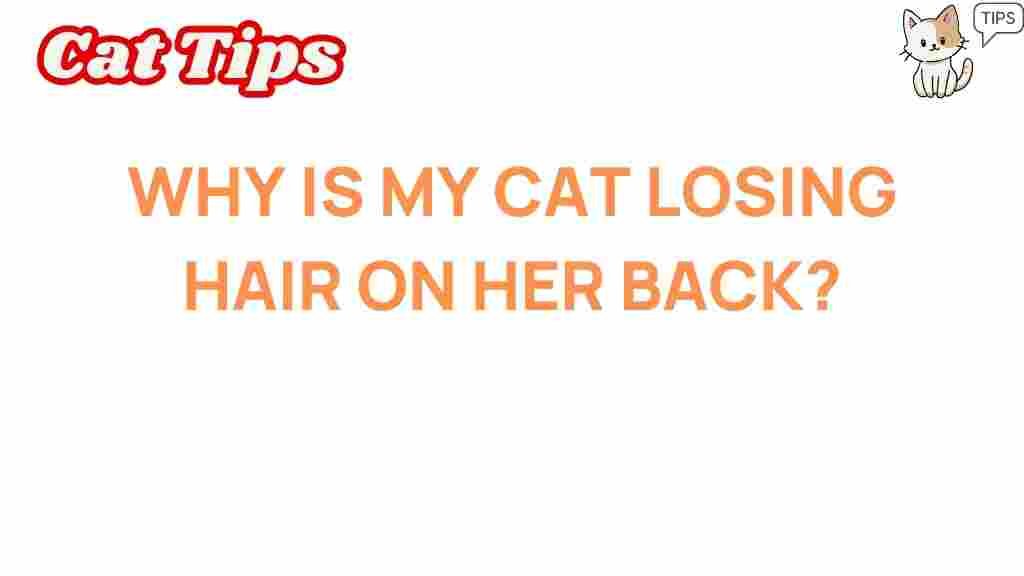 cat-hair-loss-back