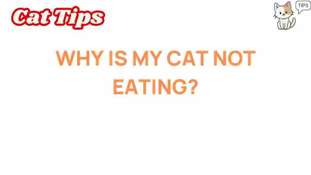 why-is-my-cat-not-eating