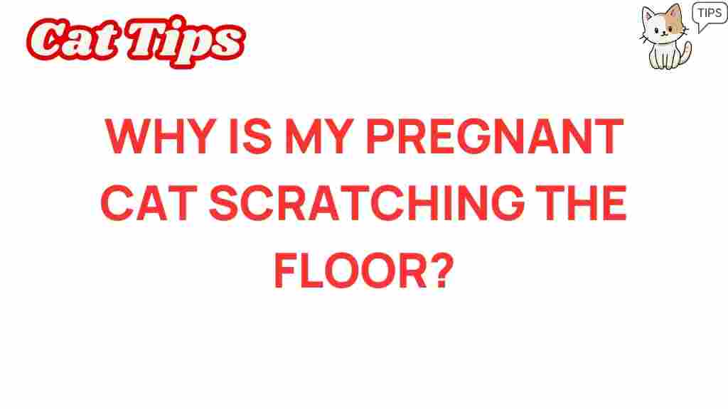 pregnant-cat-scratching-floor