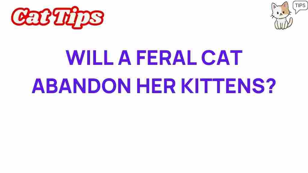 feral-cats-abandon-kittens