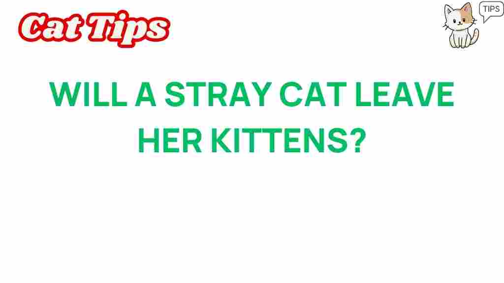 stray-cats-kitten-abandonment