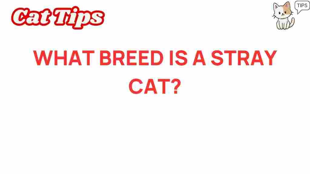 stray-cats-breed-identification